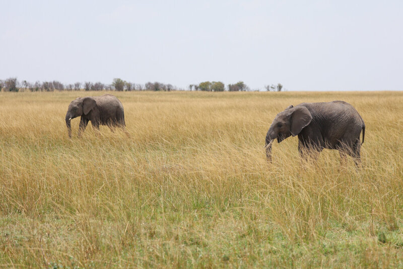safariedited-206