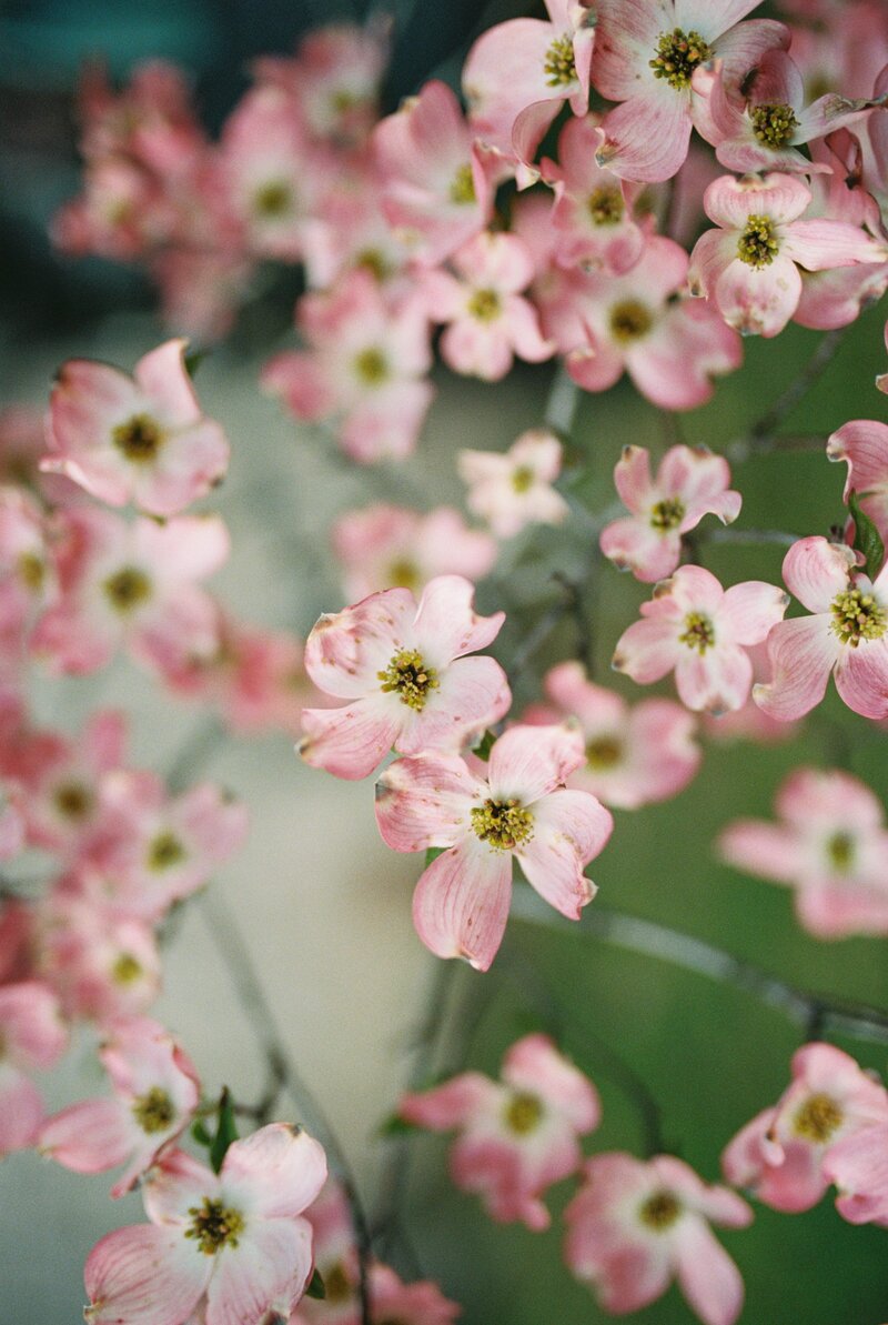 Picture of pink flowers