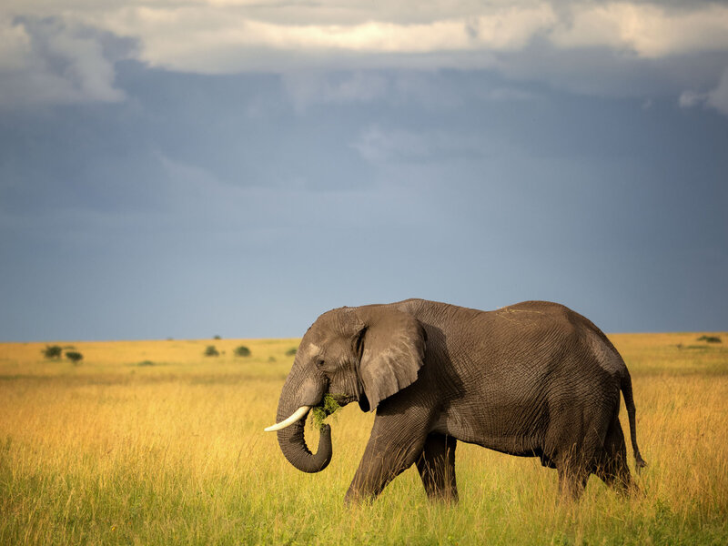 website-serengeti-animals7