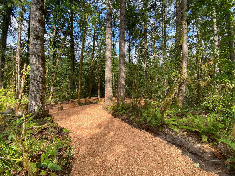 Scenic forest path surrounded by tall trees and greenery