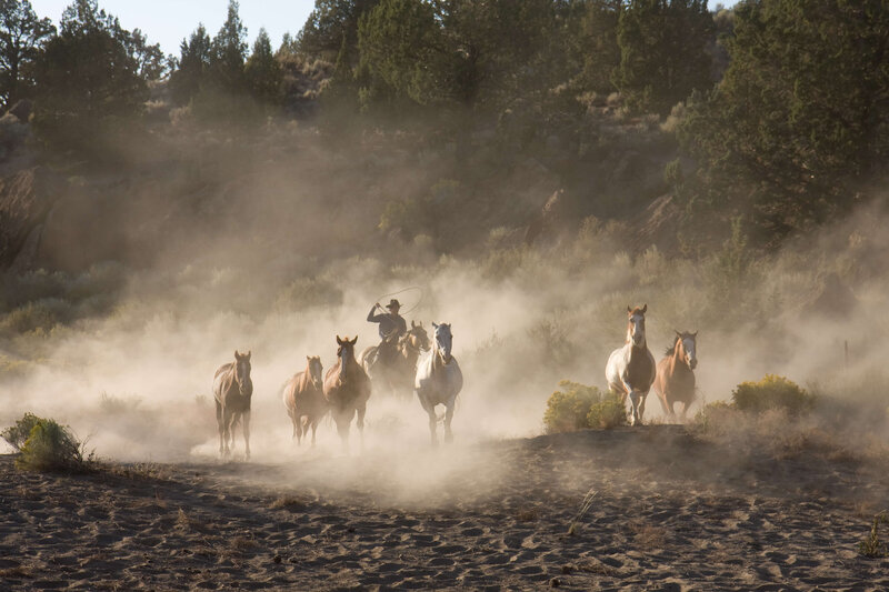 wenatchee-horse-photographer-yellowstone-horse-photos (103)