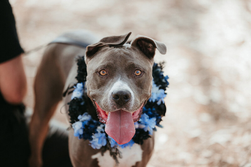 A happy dog with a flower wreath around her neck