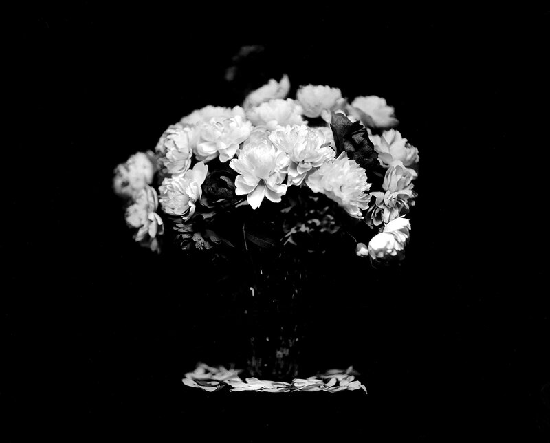 Paper peonies