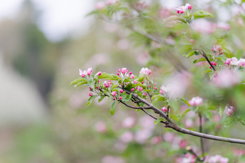 pink apple tree buds at Barden Family Orchard in Springtime