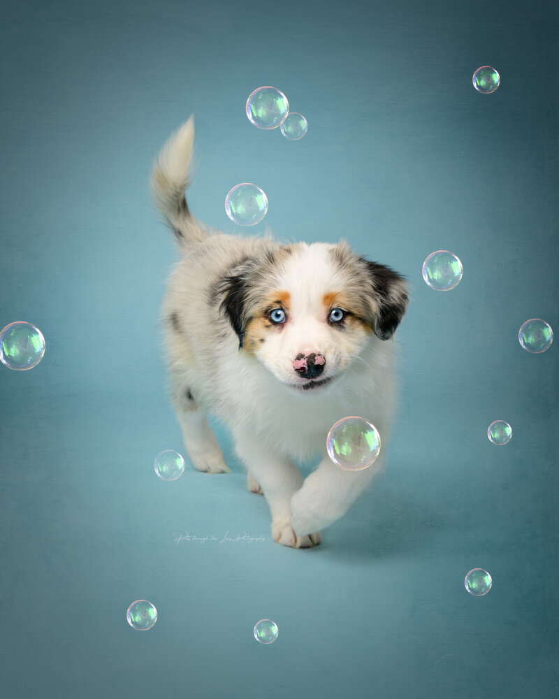 Aussie Merle puppy  during a studio photo shoot with soap bubbles
