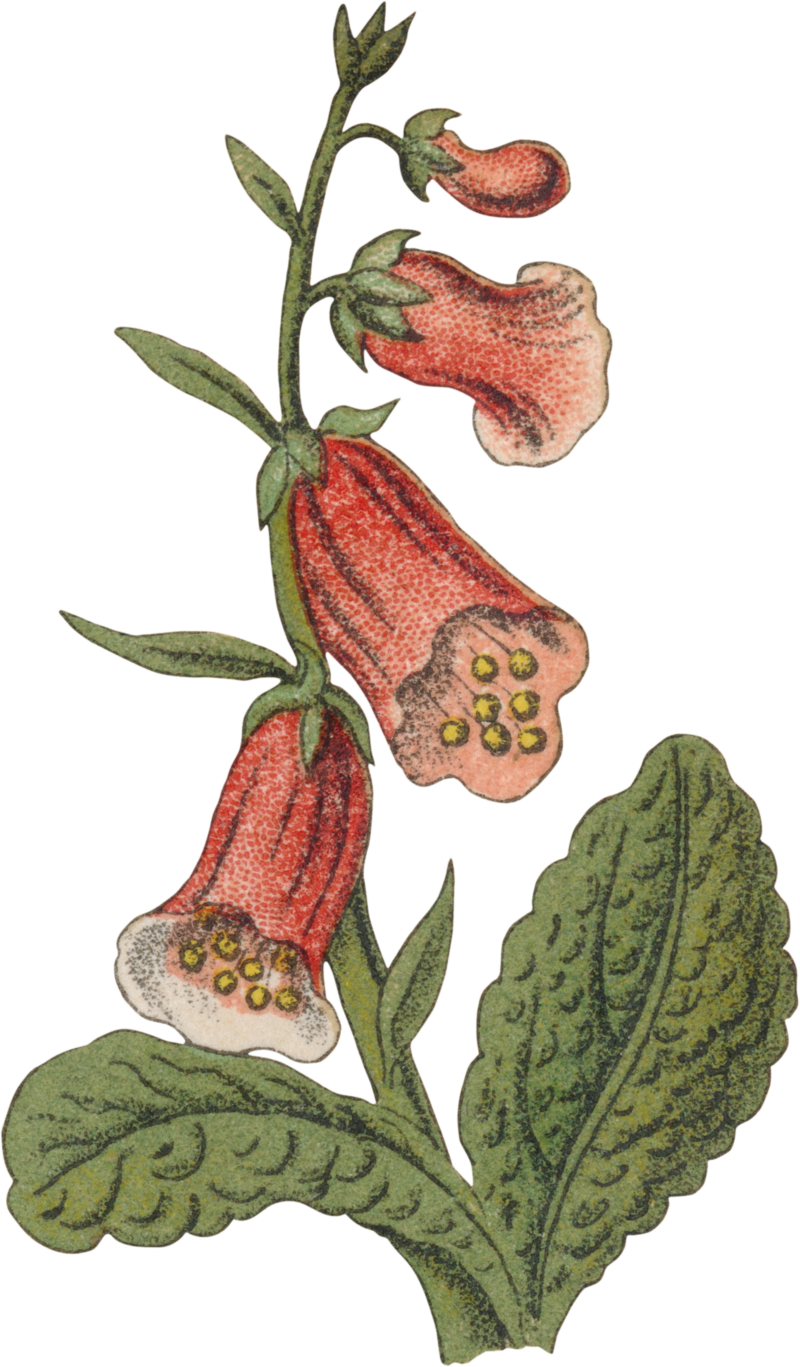 Red and green flower graphic of Foxglove