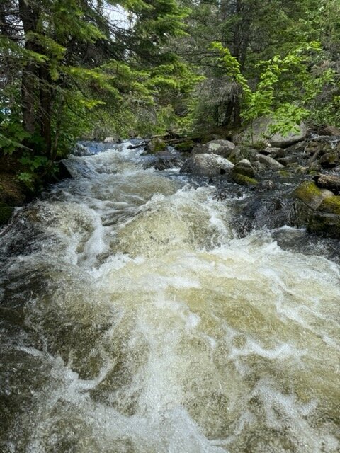Mink(6)