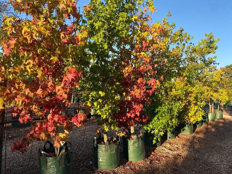 LIQUIDAMBAR STYRACIFLUA - mature trees sydney