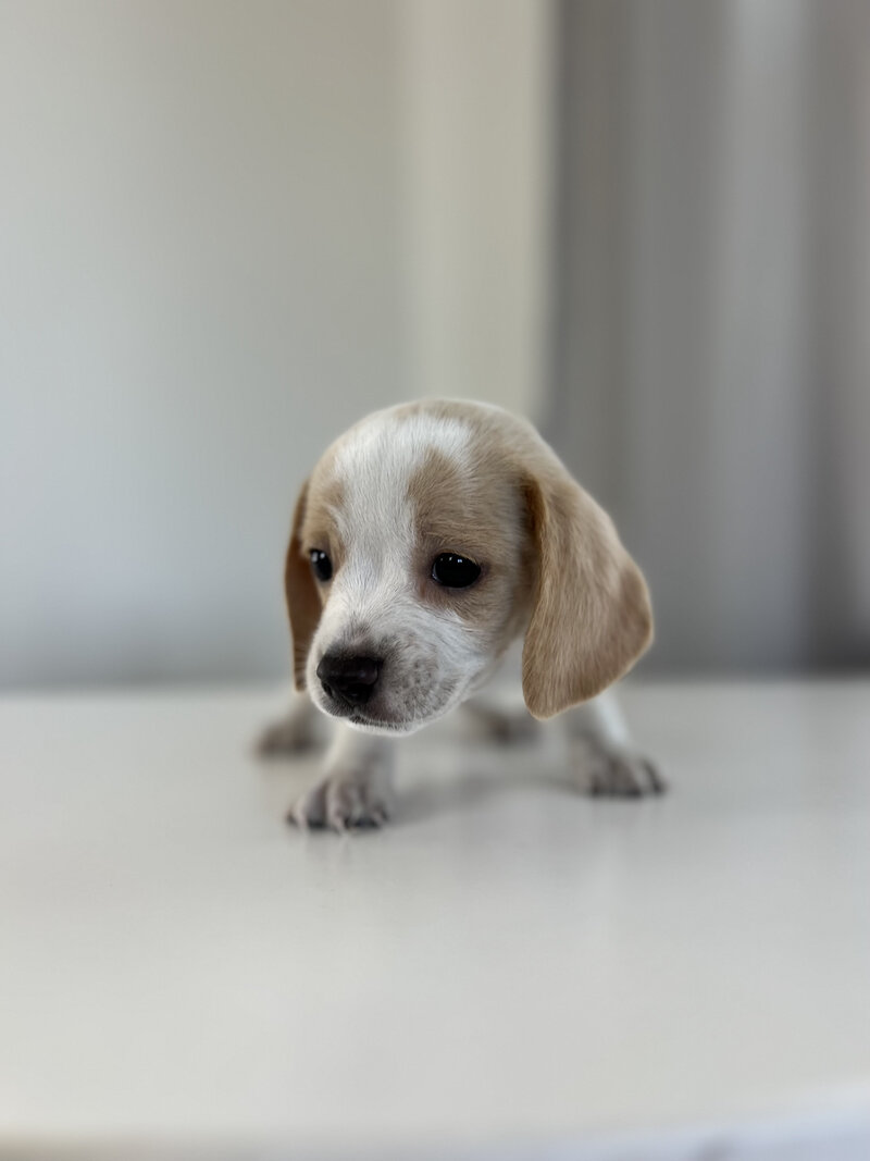 Pocket Beagle Puppies For Sale