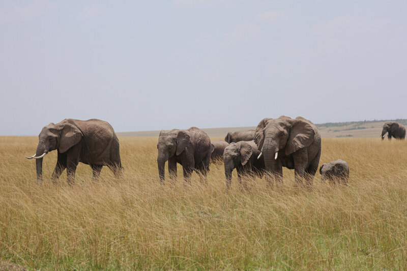 safariedited-211