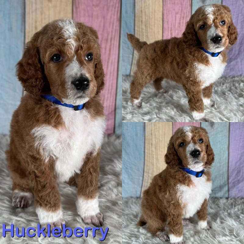 huckleberry6weeks