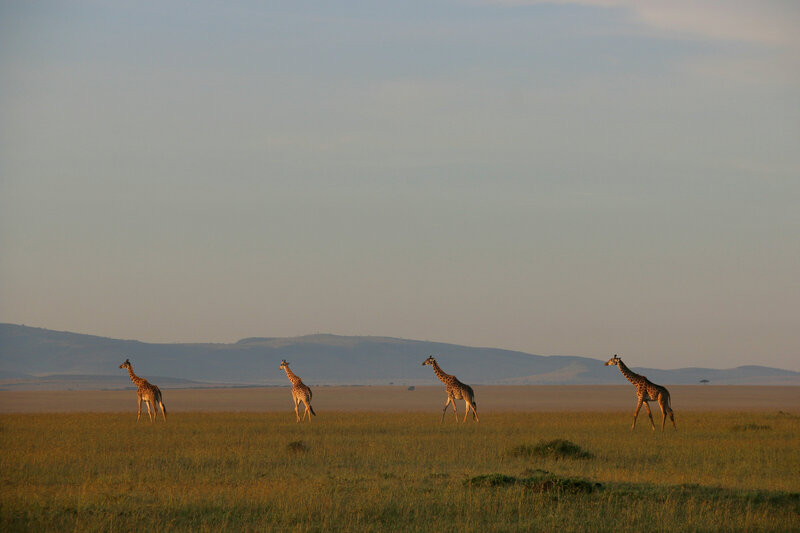 Giraffes grazing in the savanna