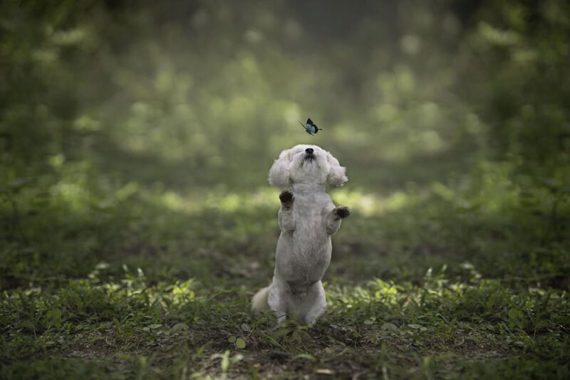 lilla-bordas-portraits-tampa-DOG-photographer1337_2