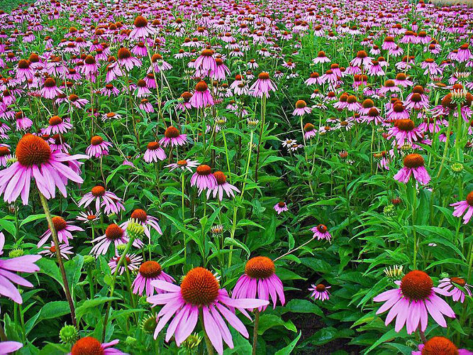 Echinacea_purpurea