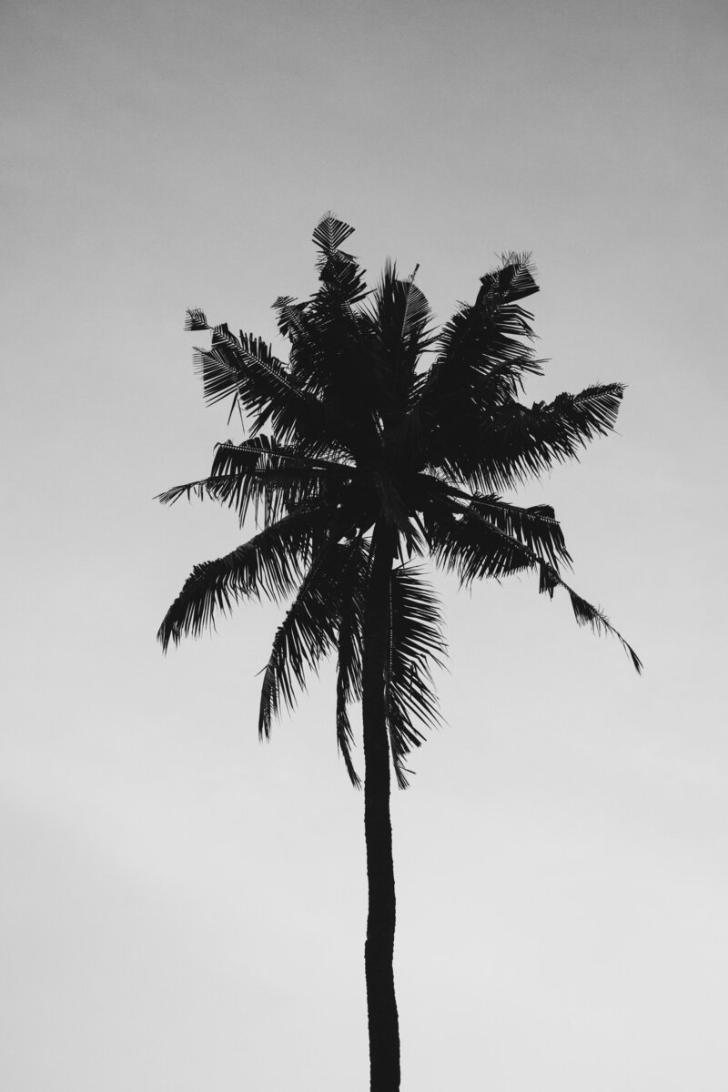Single palm tree reaching into the sky in a black and white image