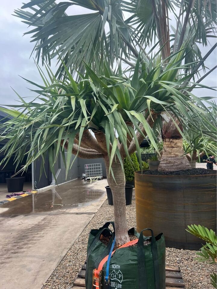 Dragon Tree Multi-Headed - Dracaena Draco Dragon Tree - Exotic plants and trees sydney - Go Green Nurseries