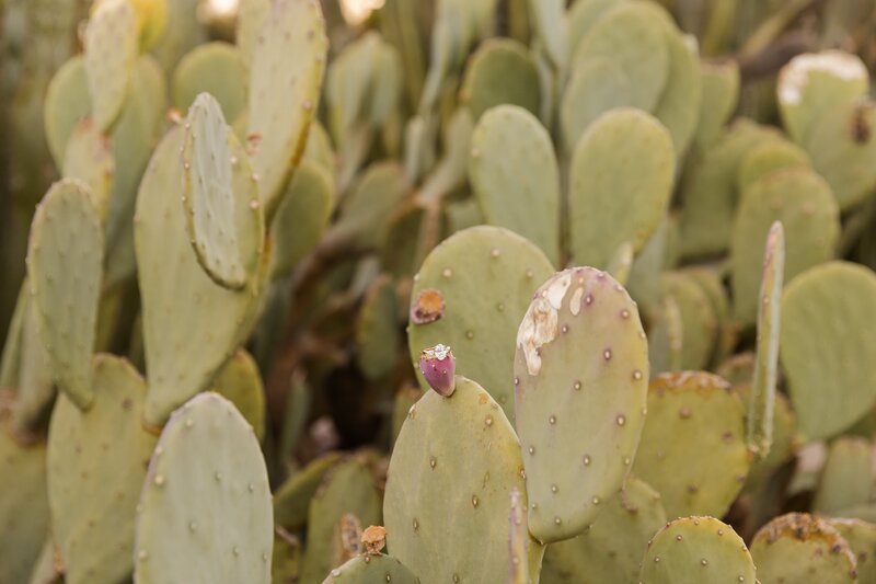 brand photo of cactus for kenzie pellerin photography