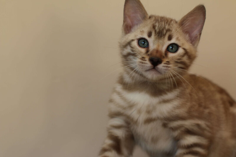 Sienna x Benny_Blue_3