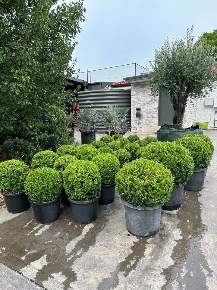 BUXUS MICROPHYLLA JAPONICA - Japanese Topiary Buxus Balls