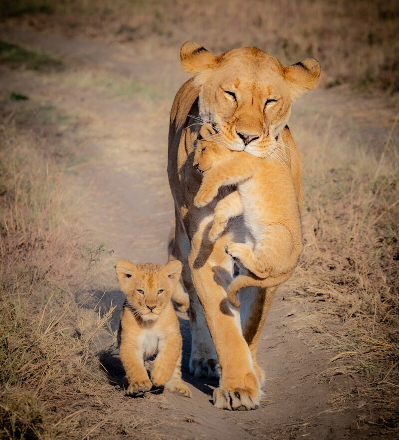 Lion walking with her cubs