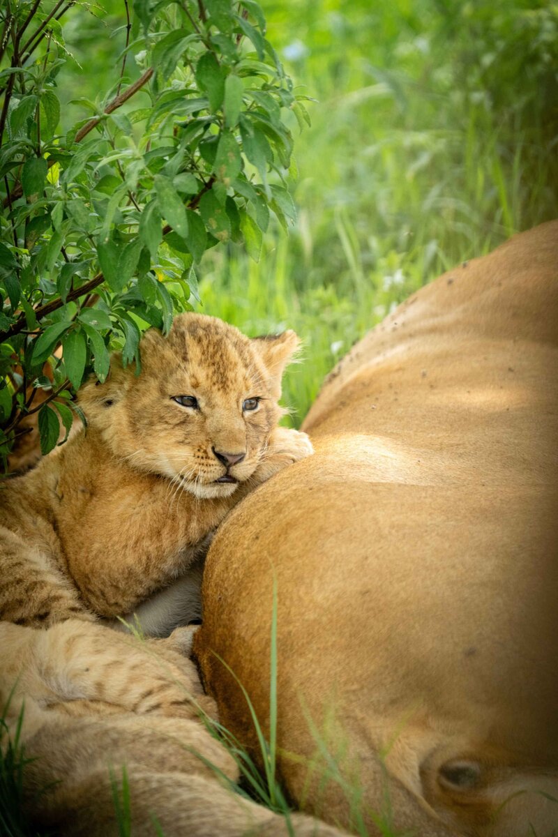 TAASA Safari Wildlife (3)
