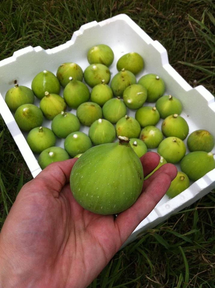 figs2