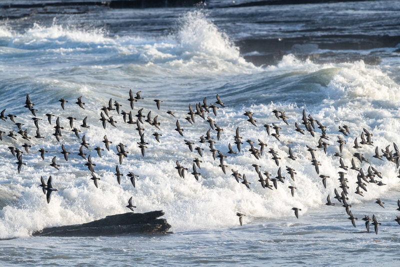 Purple Sandpipers_001
