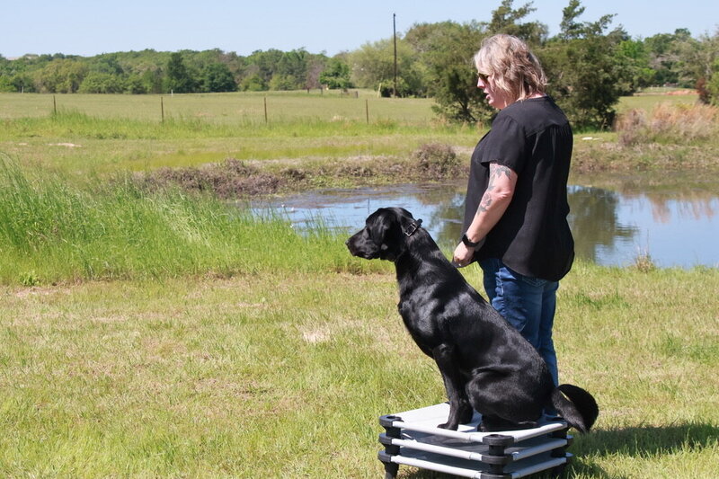 black lab practicing steadiness in gun dog obedience