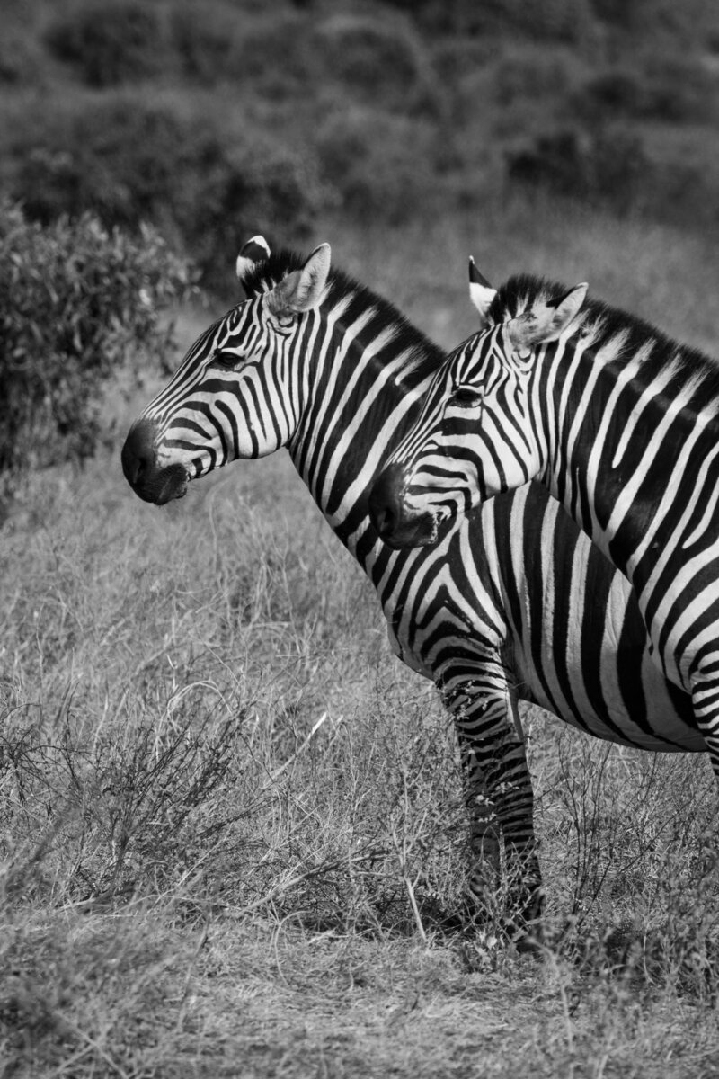 Journey Through Africa-09