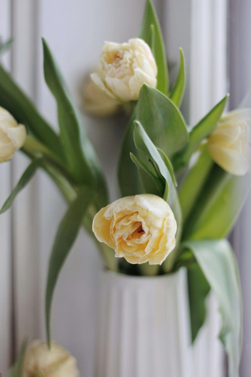 Image of white tulips with green leafs in a white vase