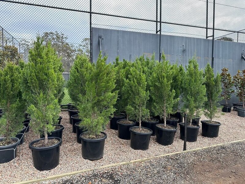 Juniperus Virginia Spartan - Chinesis Spartan