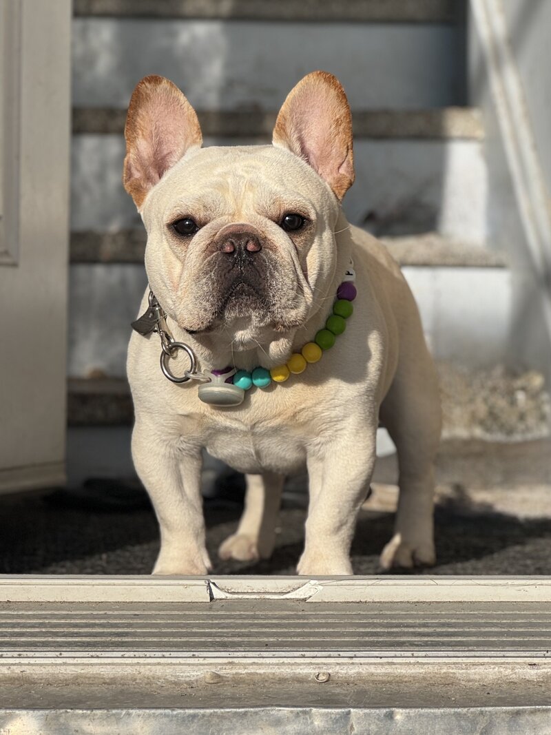 Purebred French Bulldog in Montreal from responsible breeder