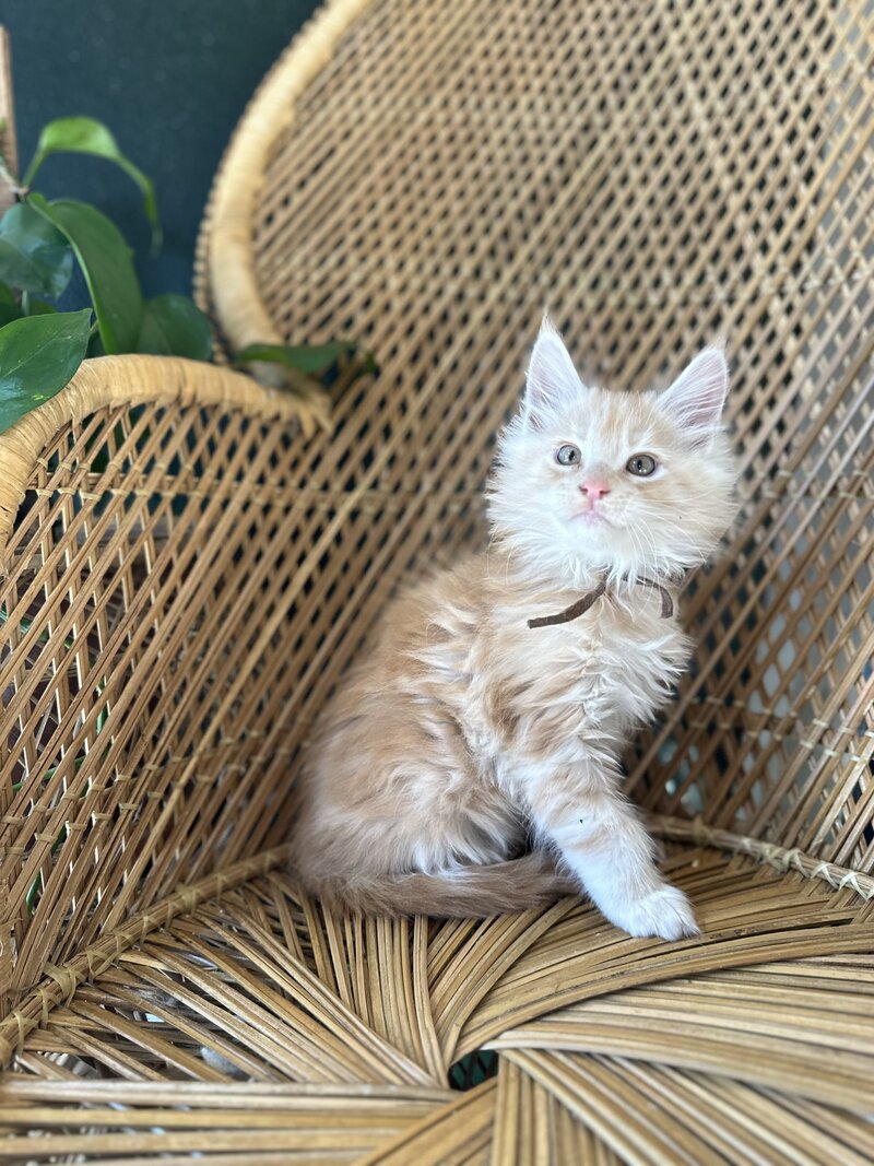 Kitten Elliot
