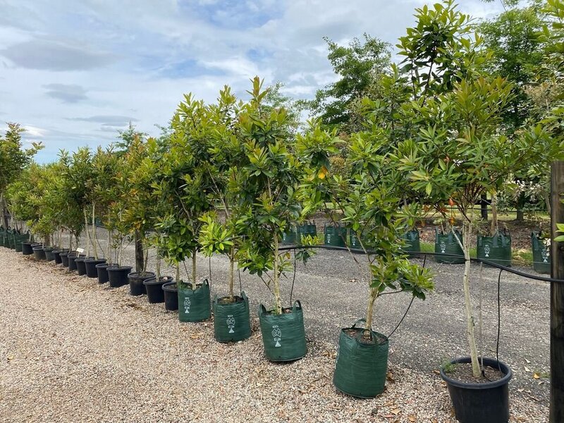 Australian Water Gum - Tristaniopsis Laurina Luscious