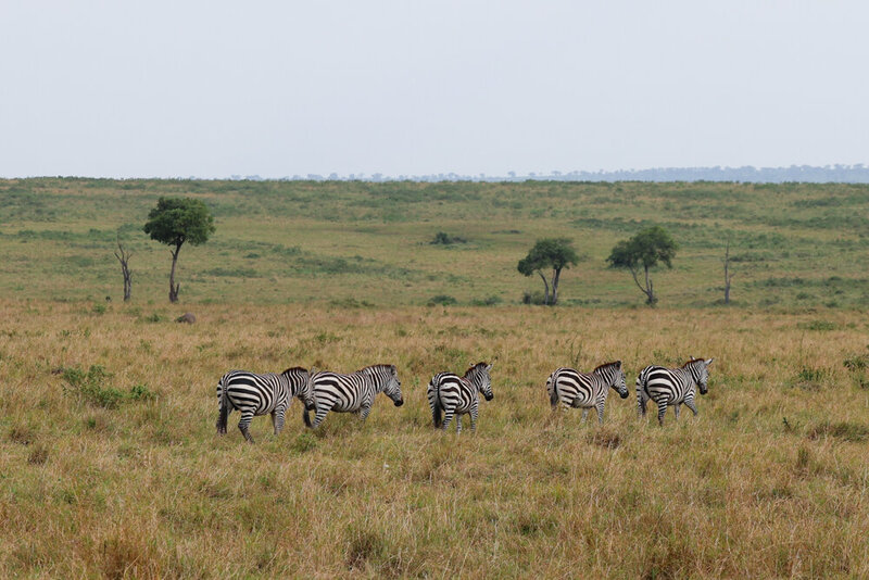 safariedited-391