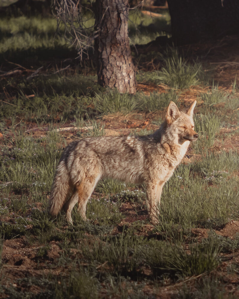 Wild Fox in Yosemite