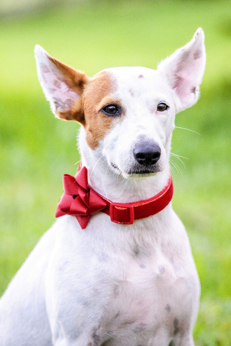 gainesville florida pet photography of a dog wearing a red ribbon collar lookin at the camera