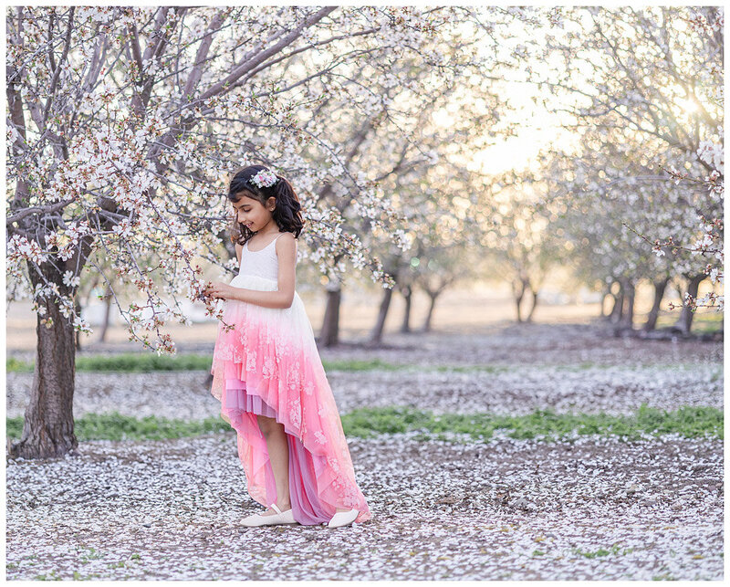 Young girl gently touching almond blossoms on tree branch during golden hour portrait session in Bay Area orchard