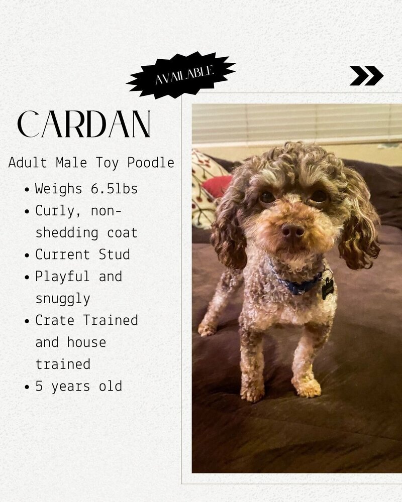 Guardian - 5th page Cardan