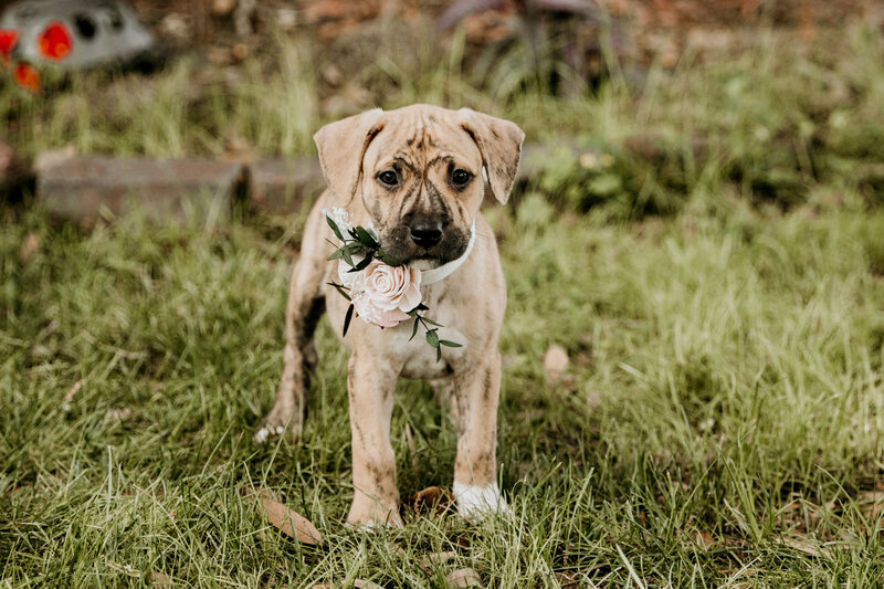 adoptable_puppies_in_wedding