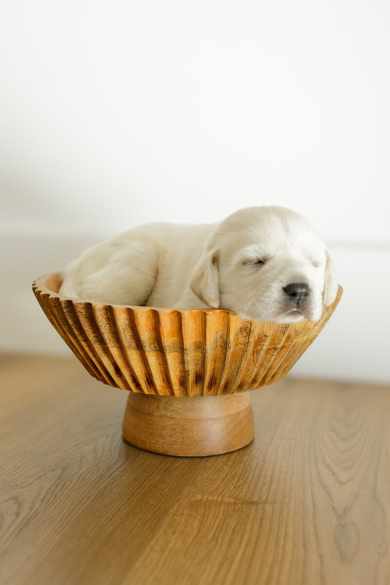 Labrador Retriever Dog Posing
