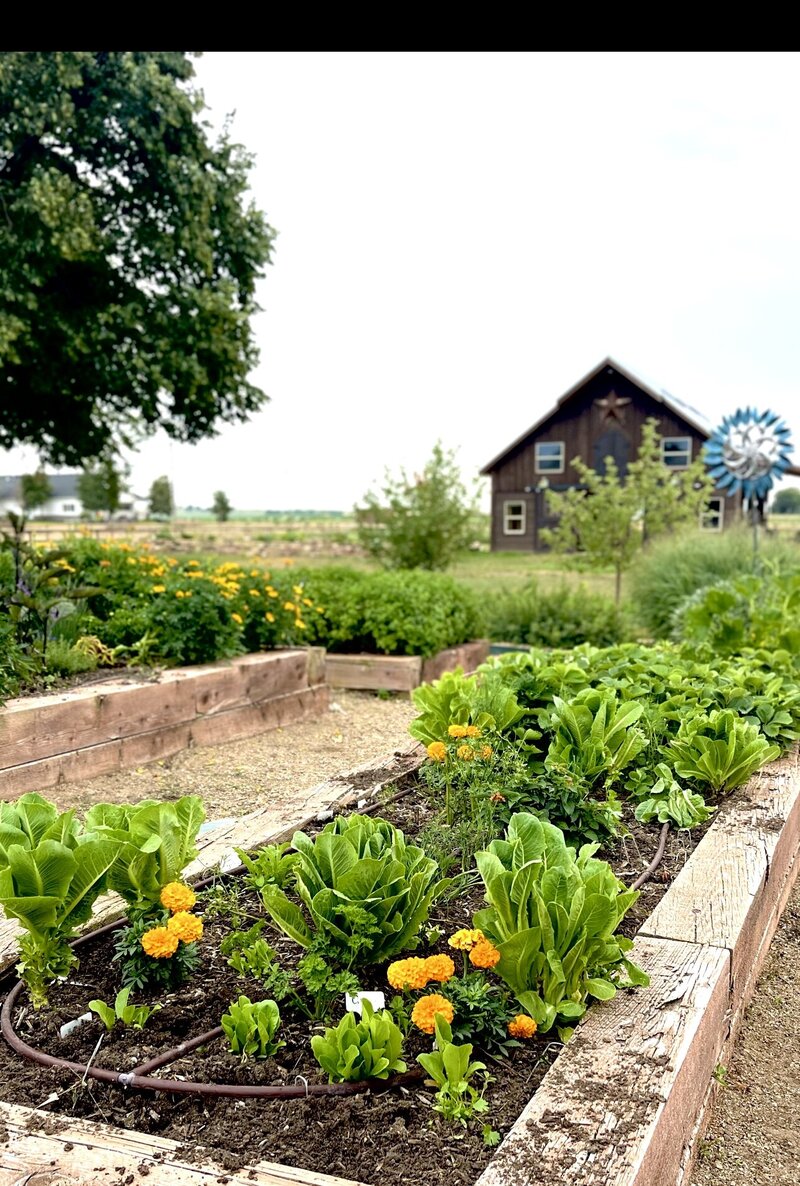 A remote plot of land with multiple garden beds full of vegetables and yellow flowers set in front of a barn.