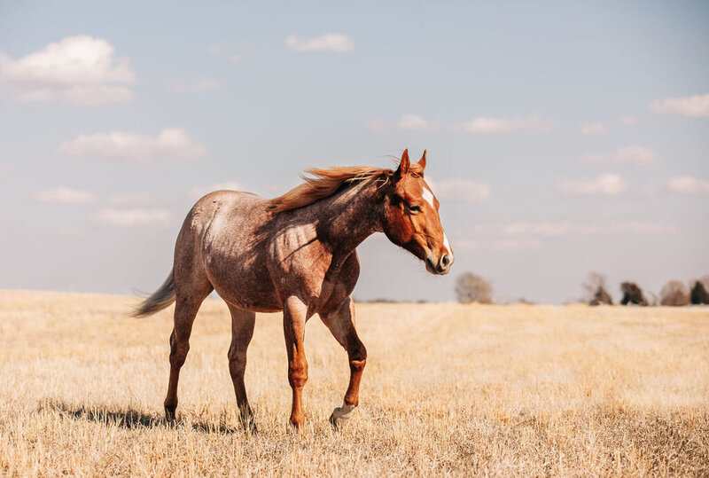 Horse Photography (24)