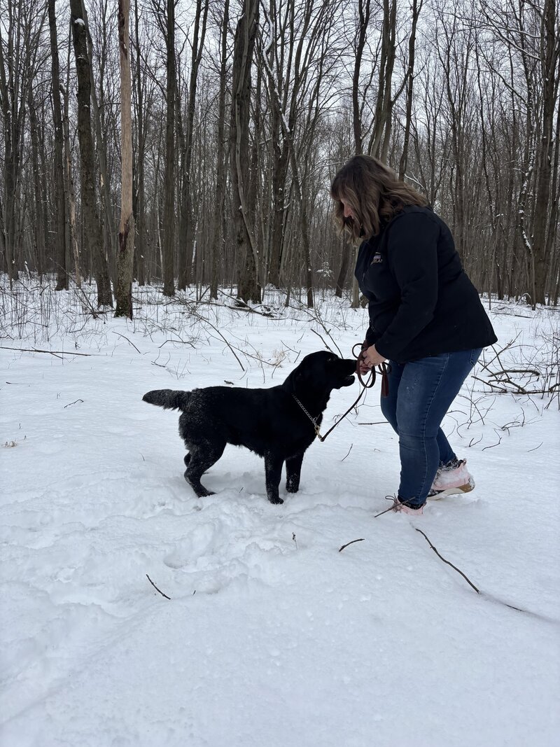 AKC Labrador Retriever stud with OFA health certification.