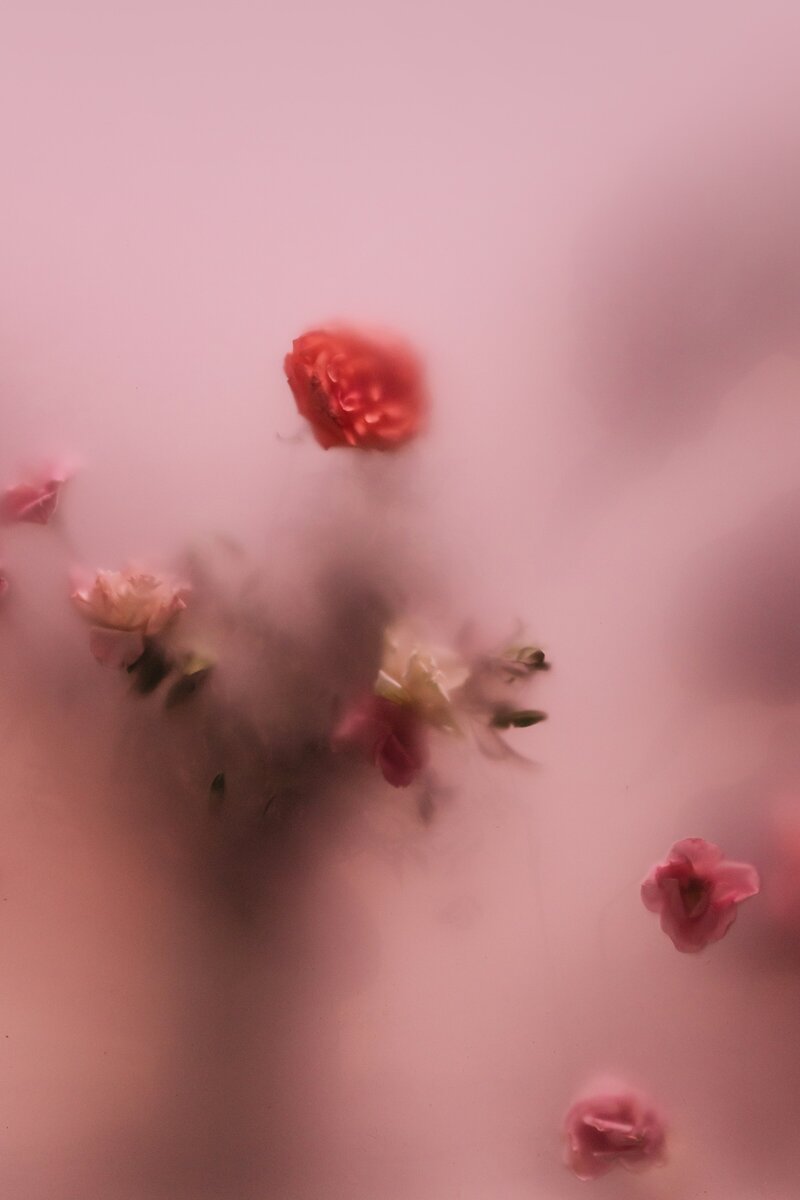 Red and white roses against fogged glass.