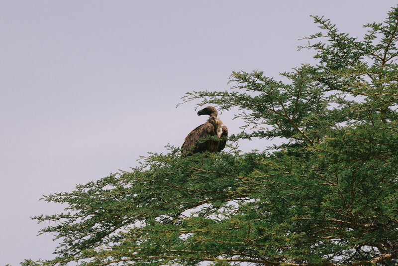 safariedited-482