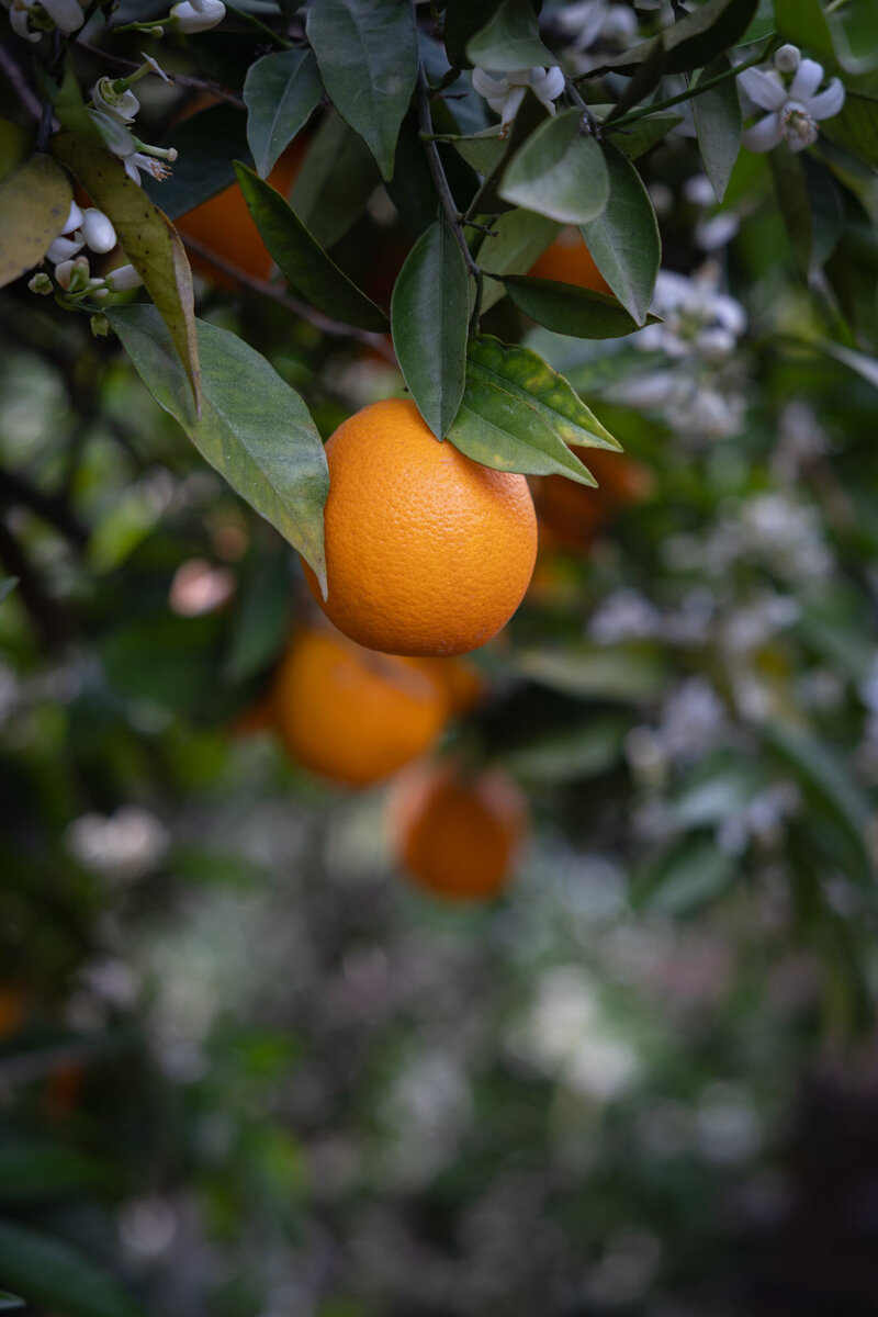 Fotografie Dorien Paymans voor La Ruta Naranja LR 20250609-8962