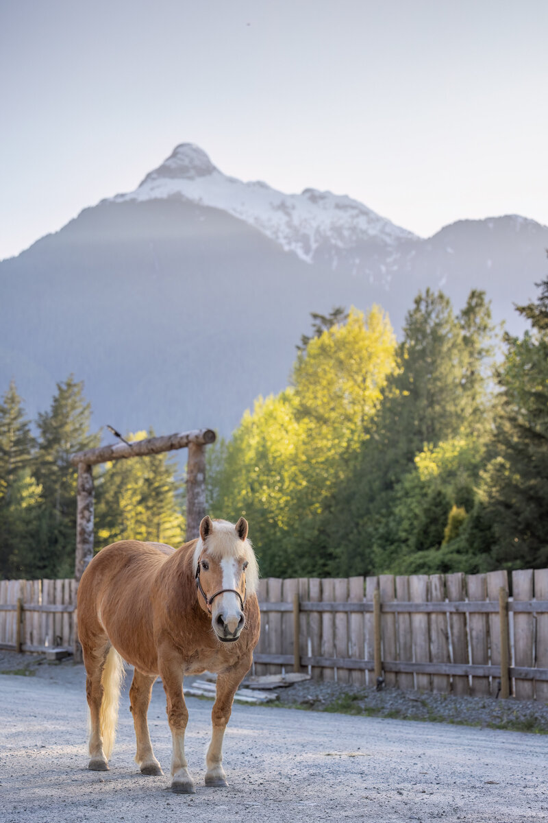 Belgian Draft Horse Walking down the road mountains and forest background