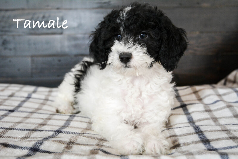 Available Mini and micro Sheepadoodle Puppies