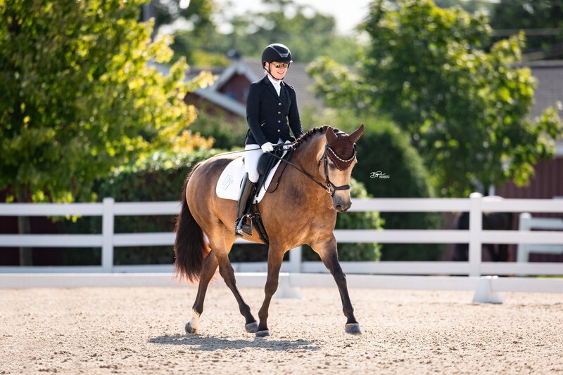 Donna Phoebe KF, 2016 Warmblood mare for sale